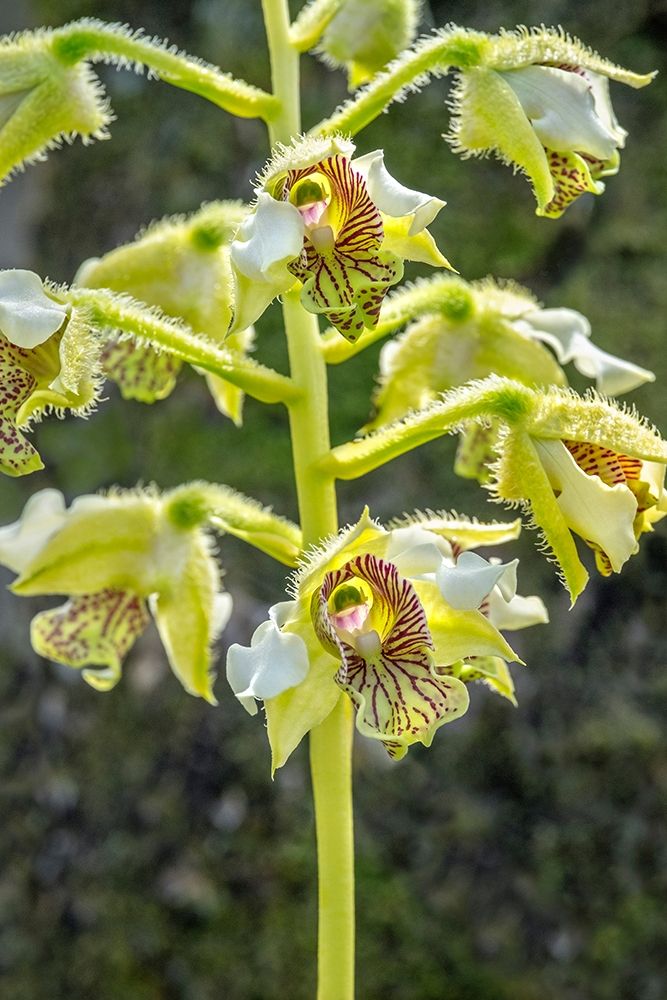 Exotic Orchid